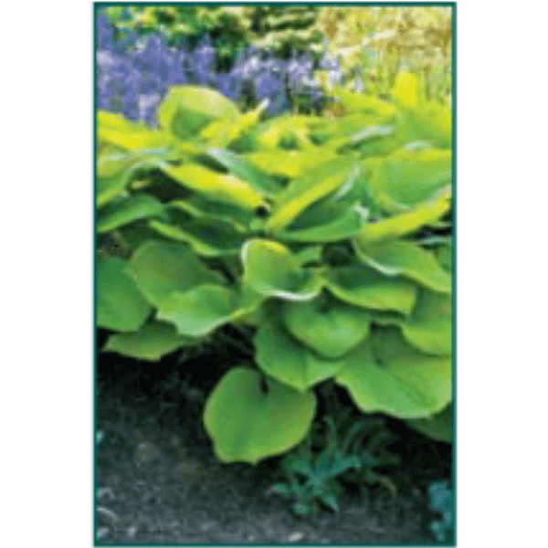 Hosta 'Sum & Substance'-Bay Gardens NY-Bay Gardens