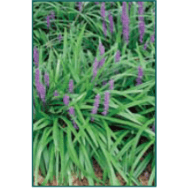 Liriope muscari 'Super Blue'-Bay Gardens NY-Bay Gardens