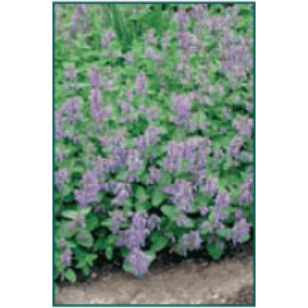 Nepeta racemosa 'Blue Wonder'-Bay Gardens NY-Bay Gardens