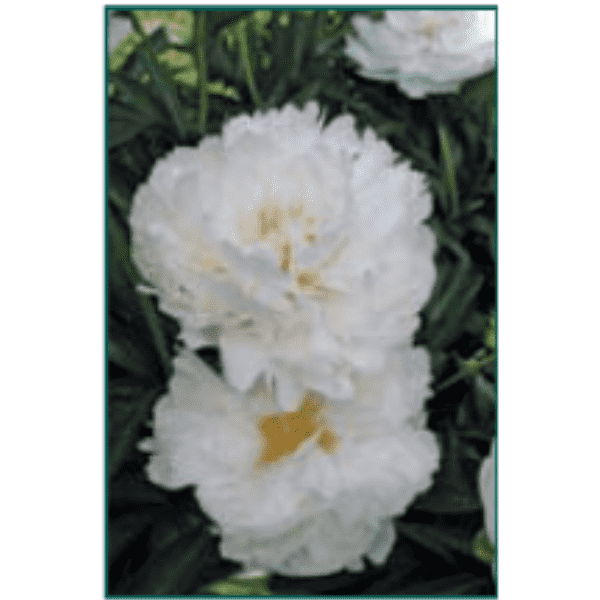 Paeonia lactiflora 'Duchesse de Nemours'-Bay Gardens NY-Bay Gardens