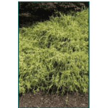 Chamaecyparis pisifera 'Filifera Aurea'-Bay Gardens NY-Bay Gardens