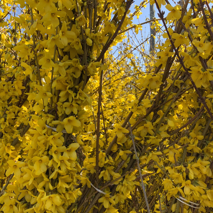 Forsythia