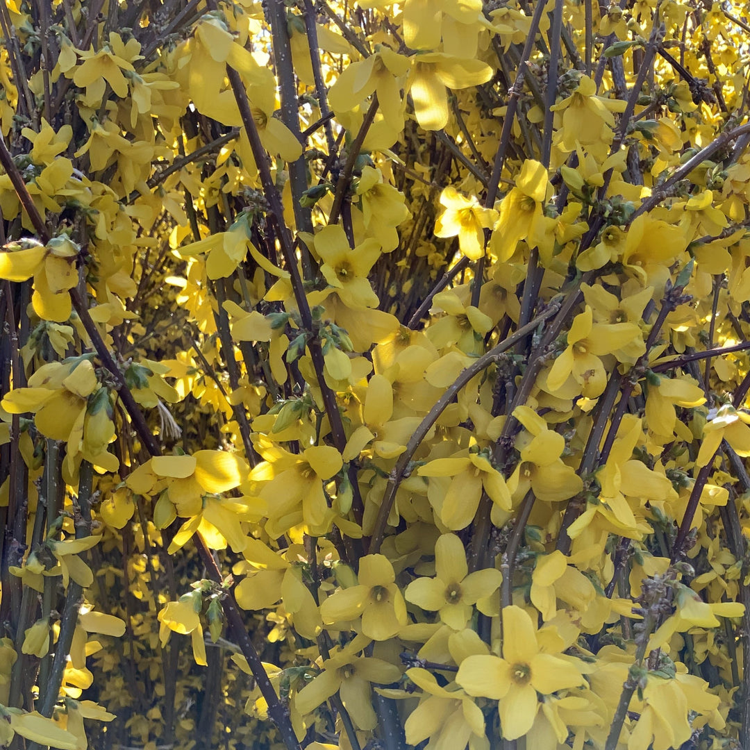 Forsythia