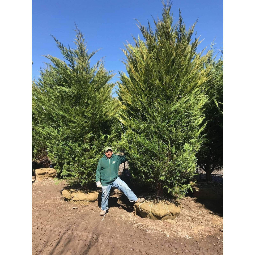 Leyland Cypress