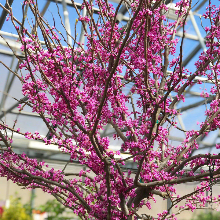 Rising Sun Red | Cercis canadensis 'Rising Sun' | Copyright Bay Gardens