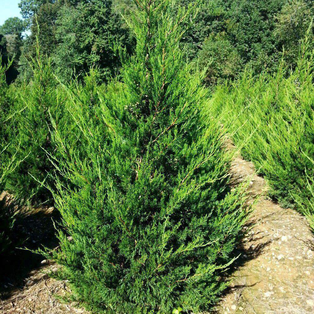 Juniper - Juniperus chin.  'Hetzi Columnaris'
