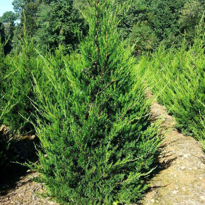 juniper  Buy 'Hetzi Columnaris' Juniper Online | Bay Gardens Online Nursery