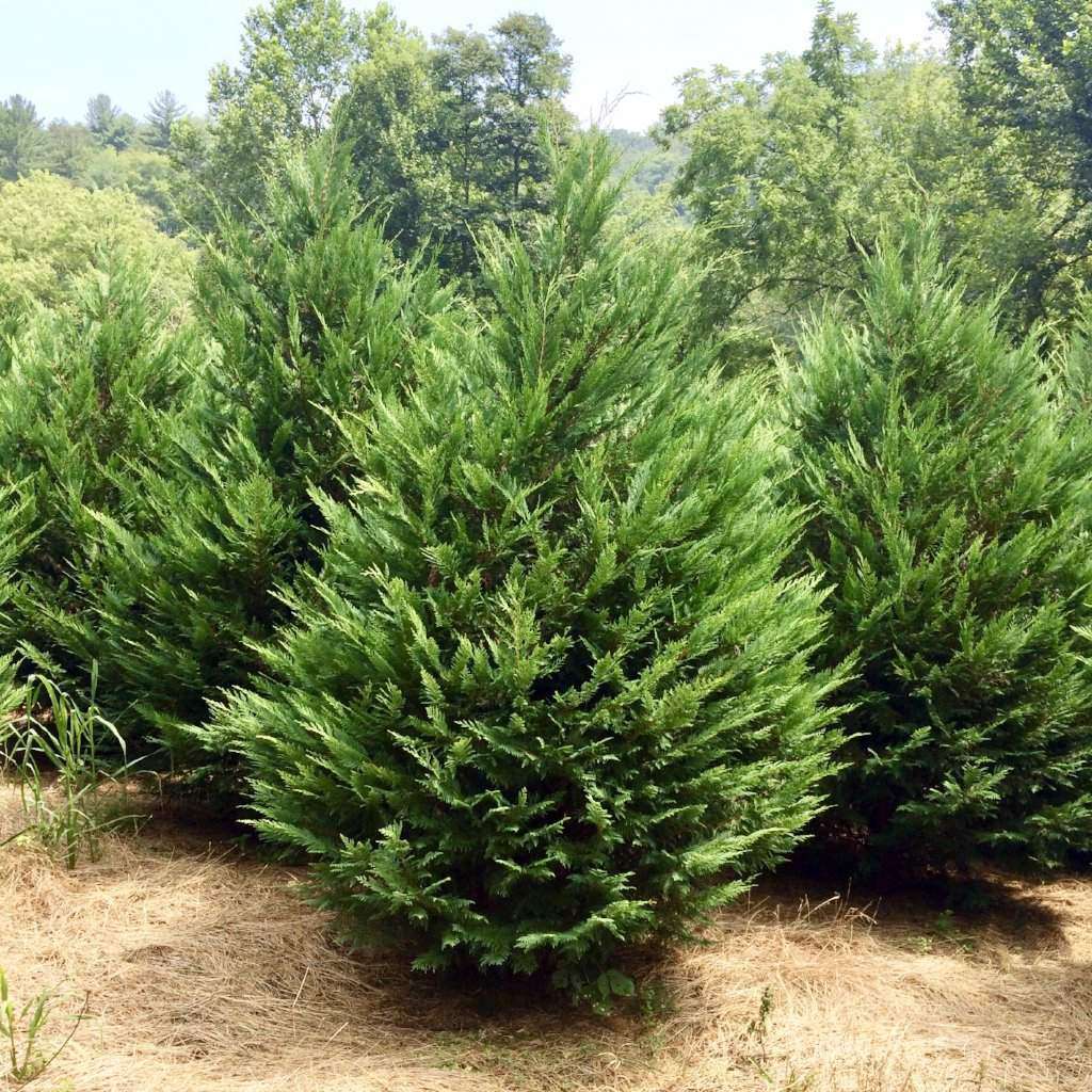 Leyland Cypress