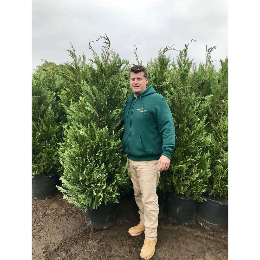 Leyland Cypress