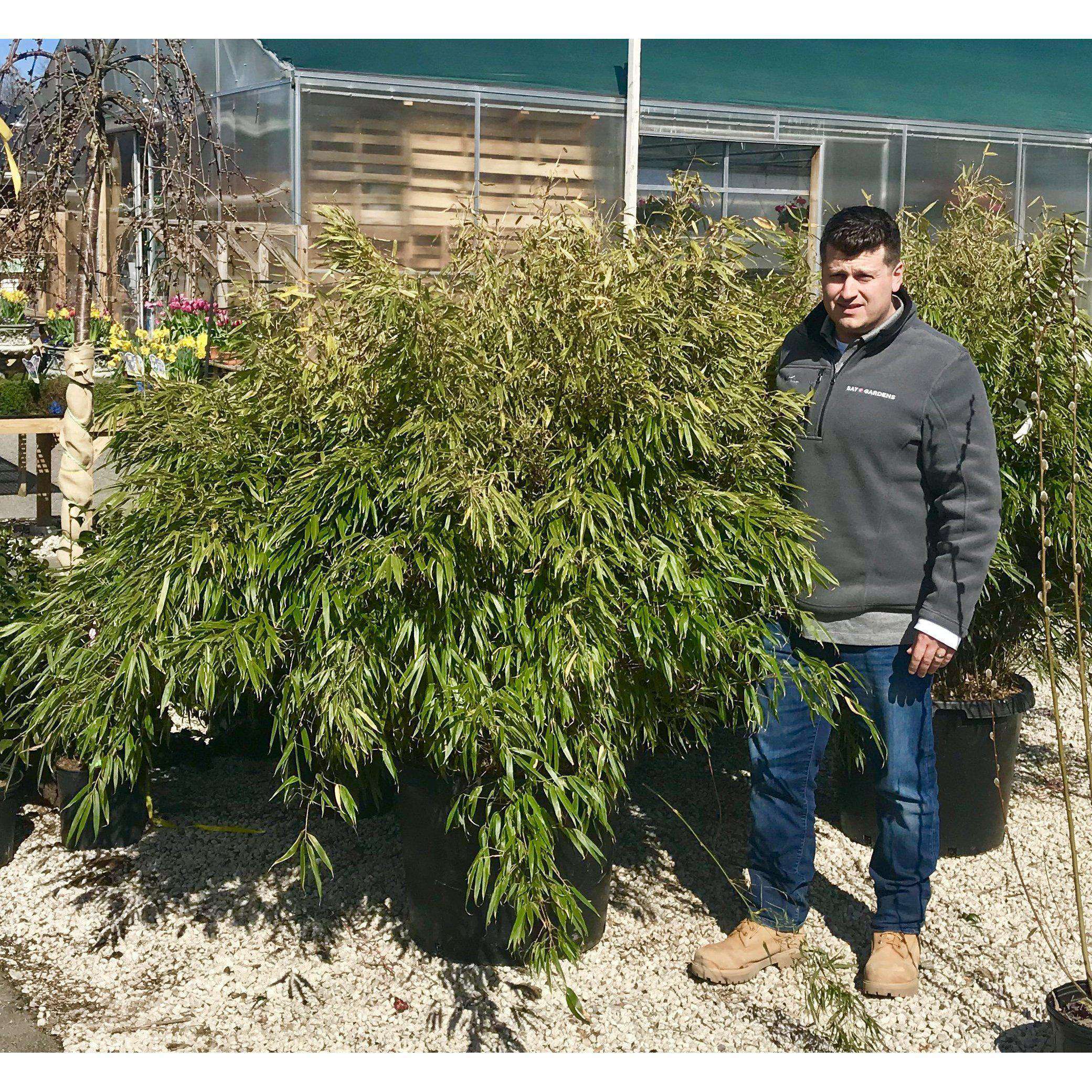 Buy Fargesia Rufa - Clumping Bamboo