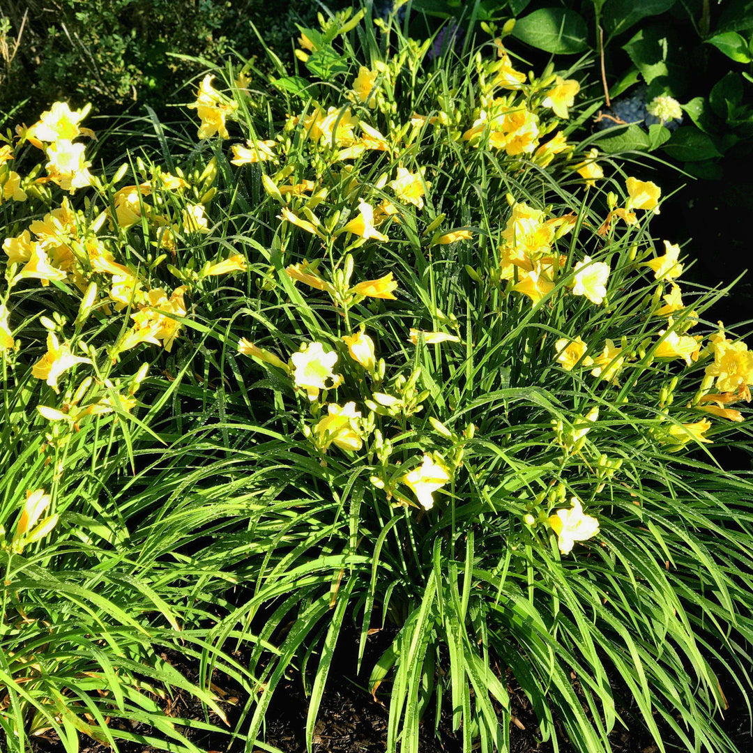 Daylily - Hemerocallis 'Happy Returns'