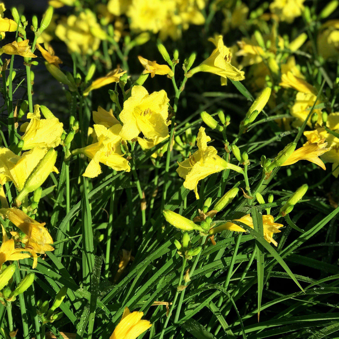 Daylily - Hemerocallis 'Happy Returns'