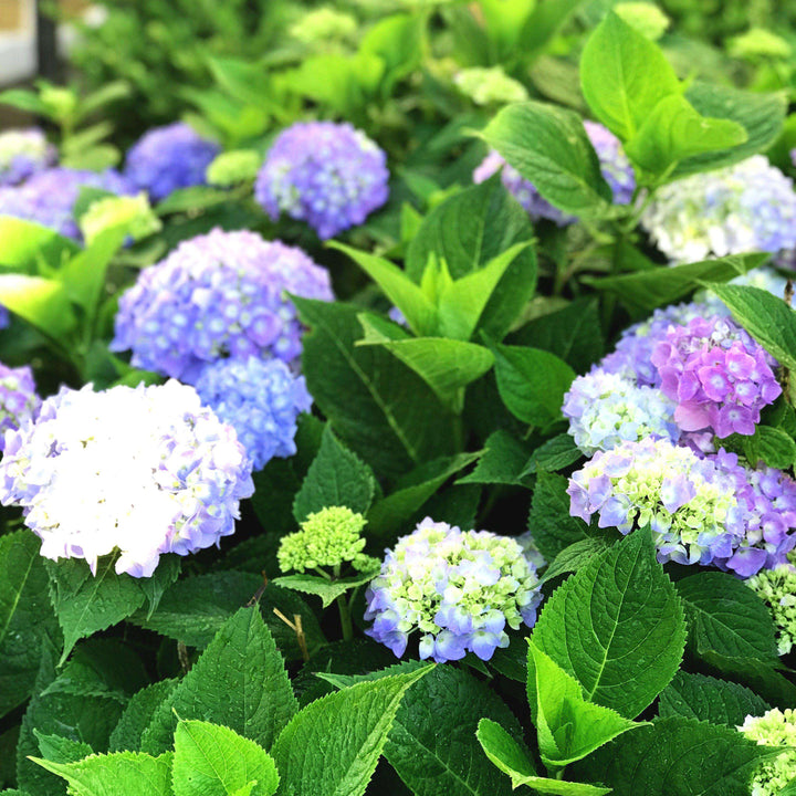 Hydrangea ES 'Endless Summer'