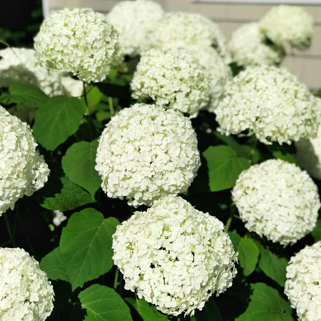 Buy Hydrangea 'Annabelle' Online | Flowering Shrubs