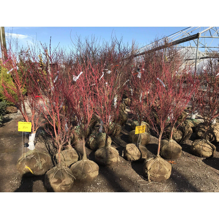 Japanese Maple 'Coral Bark'