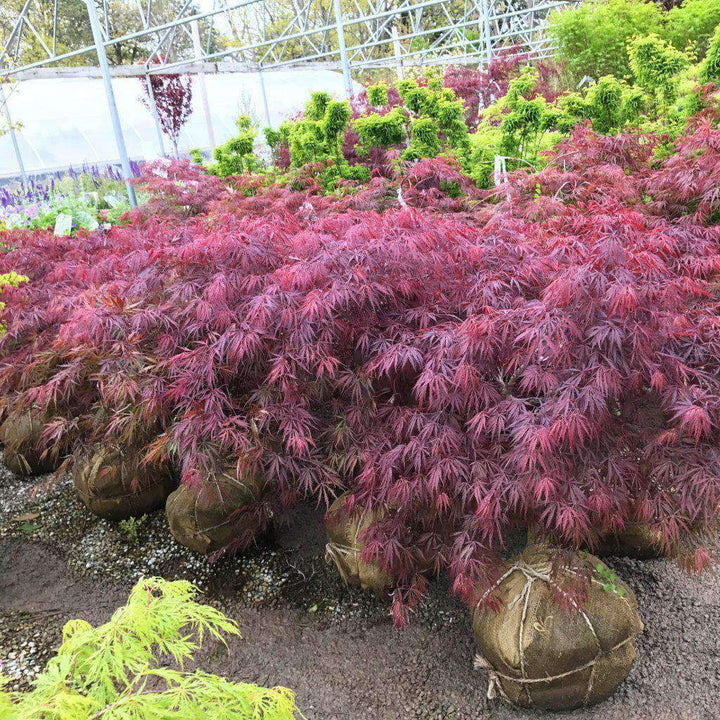 Japanese Maple 'Tamukeyama'