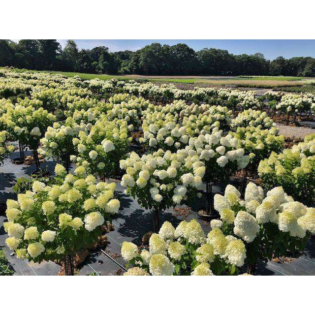 Hydrangea paniculata 'Limelight Tree Form'