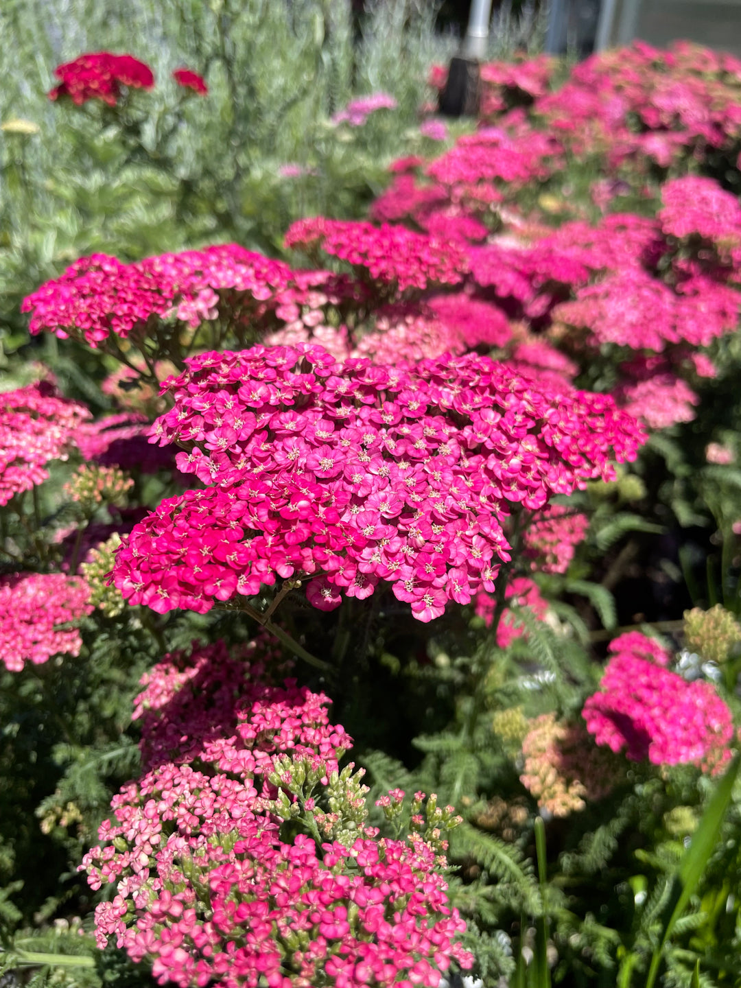 Yarrow - Achillea millefolium 'Saucy Seduction'