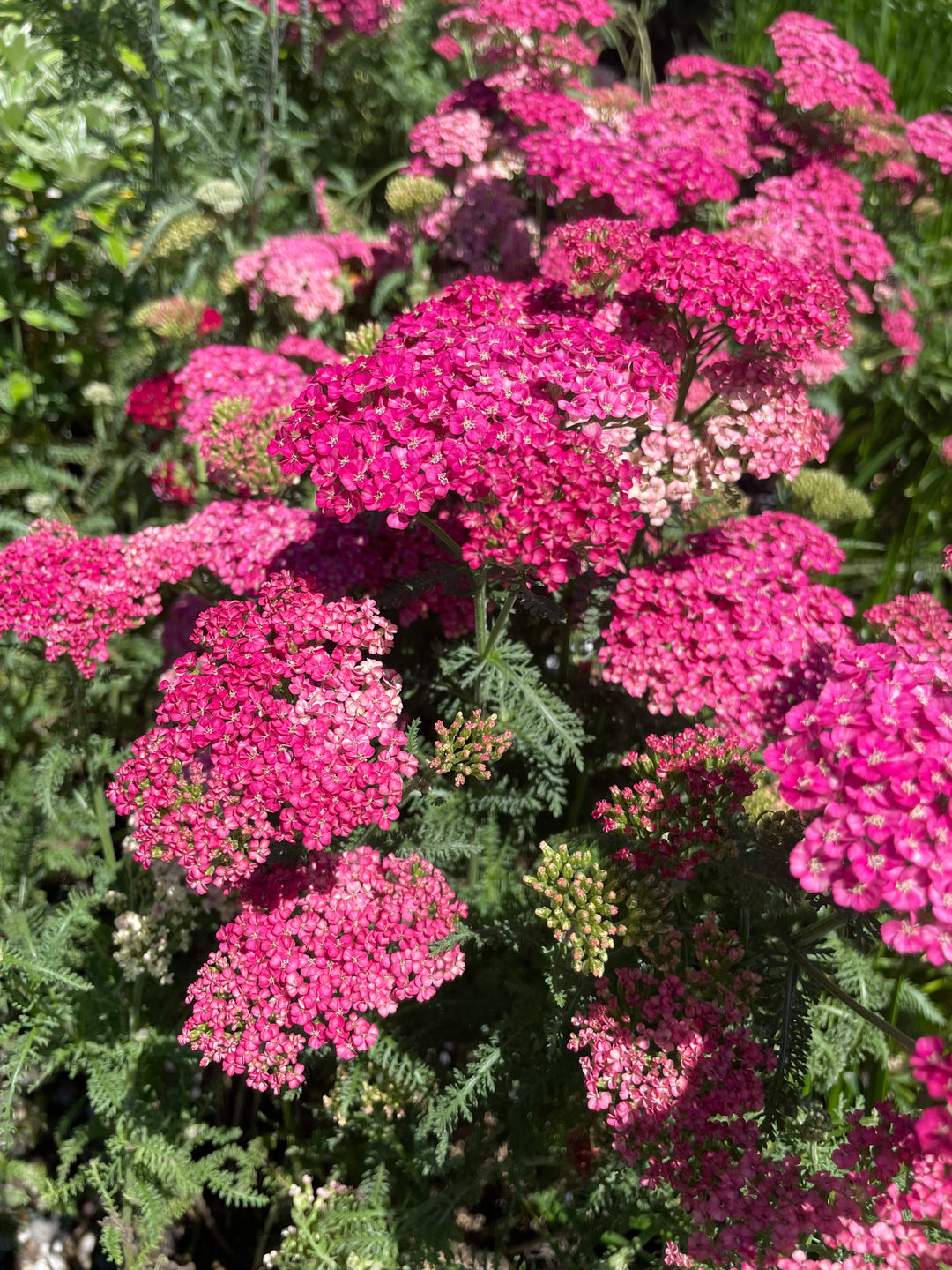 Yarrow - Achillea millefolium 'Saucy Seduction'