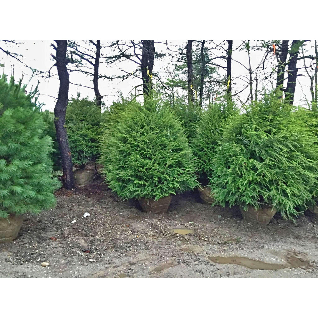 Buy Canadian Hemlock Online | Evergreen Privacy Plant for Shade