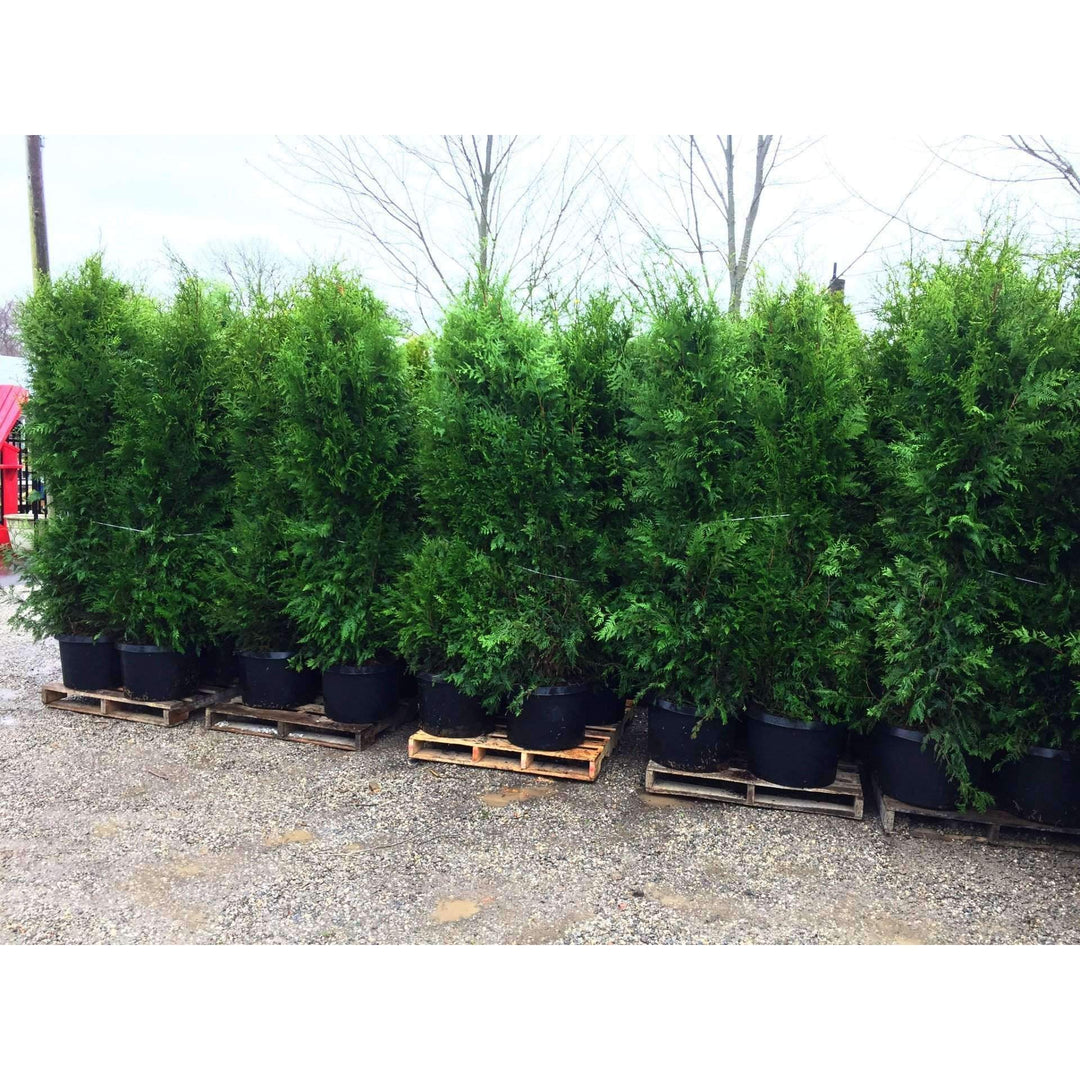 Buy Excelsa Arborvitae Privacy Trees Online | Fast Growing Evergreen  Bay  Gardens