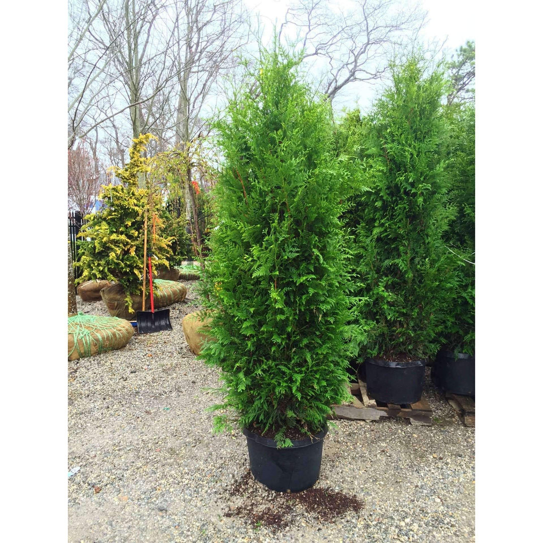 Thuja Excelsa-Bay Gardens-Bay Gardens