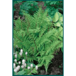 Athyrium filix-femina (Lady Fern)-Bay Gardens-Bay Gardens