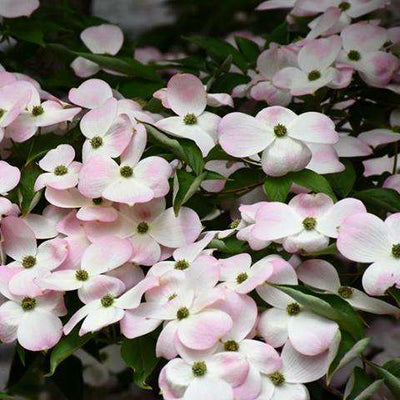 Flowering Dogwood 'Stellar Pink'