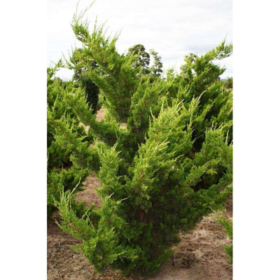 Hollywood Juniper - Juniperus chin. 'Torulosa'