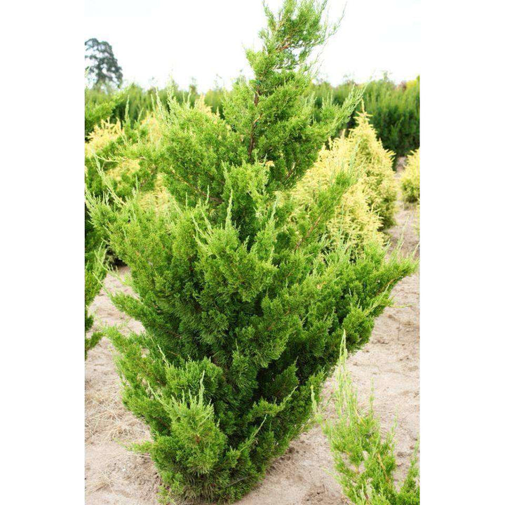 Hollywood Juniper - Juniperus chin. 'Torulosa'