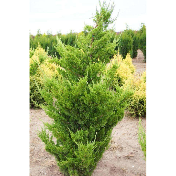 Hollywood Juniper - Juniperus chin. 'Torulosa'