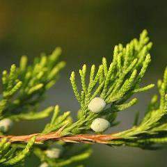 Buy Eastern Red Cedar Online | Native Privacy Evergreen Tree | Bay Gardens