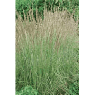 Calamagrostis x acutiflora 'Karl Foerster'-Bay Gardens-Bay Gardens