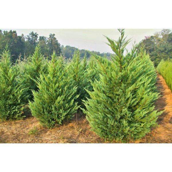 Leyland Cypress | Fast Growing Privacy Tree | Bay Gardens featured