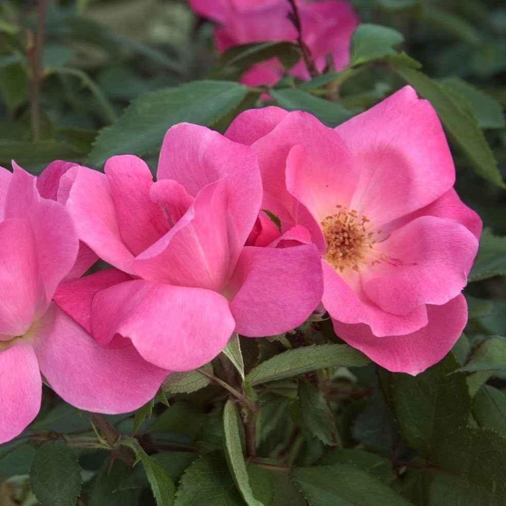 Rosa Kock Out 'Pink Double'