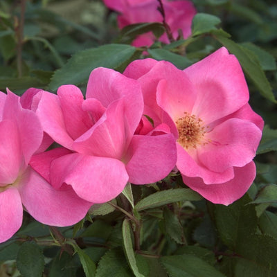 Rosa 'Pink Double Knockout'