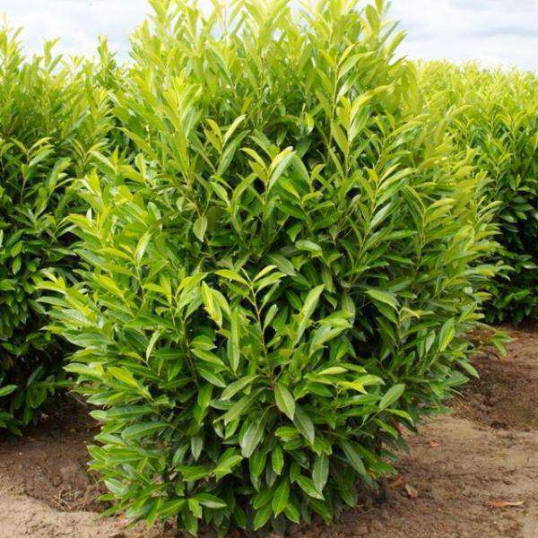 Skip Laurel | Prunus laurocecerasus 'Schipkaensis' | Copyright Bay Gardens