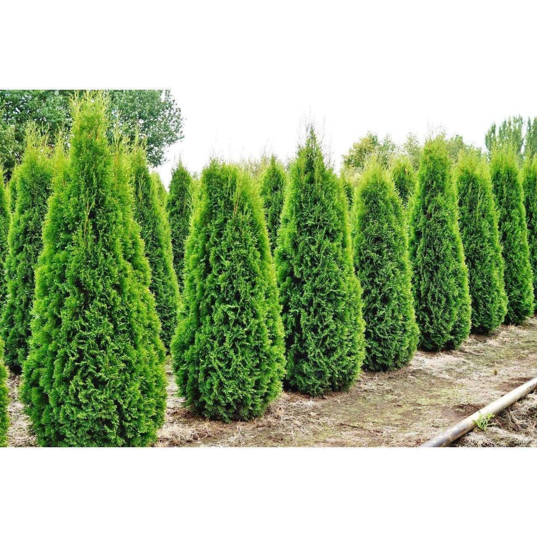 emerald green plant Buy Emerald Green Arborvitae Privacy Trees Online
