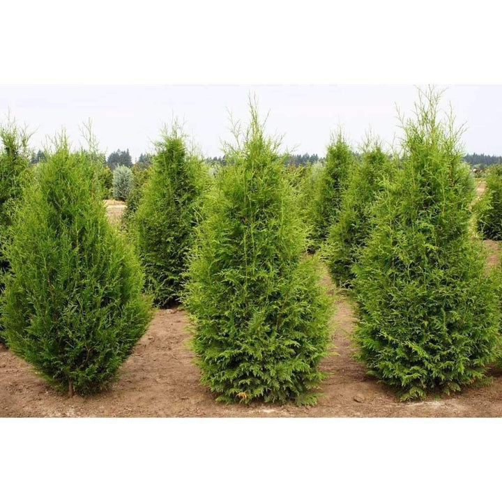 Thuja_plicata_Excelsa__2__1_72