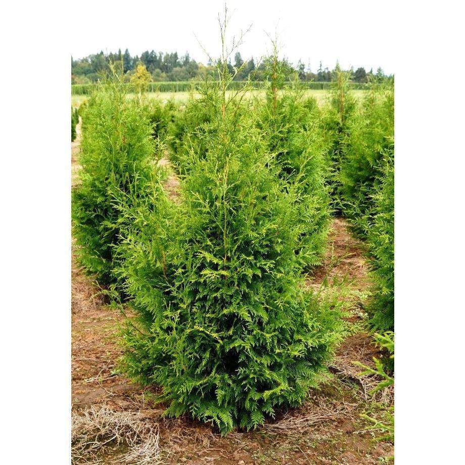 Buy Excelsa Arborvitae Privacy Trees Online