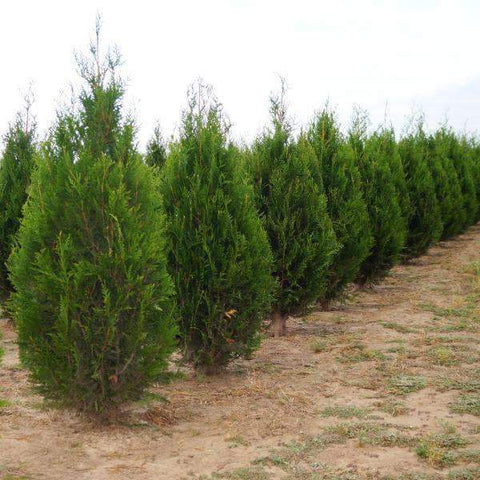 Buy Virescens Western Arborvitae Tree Online