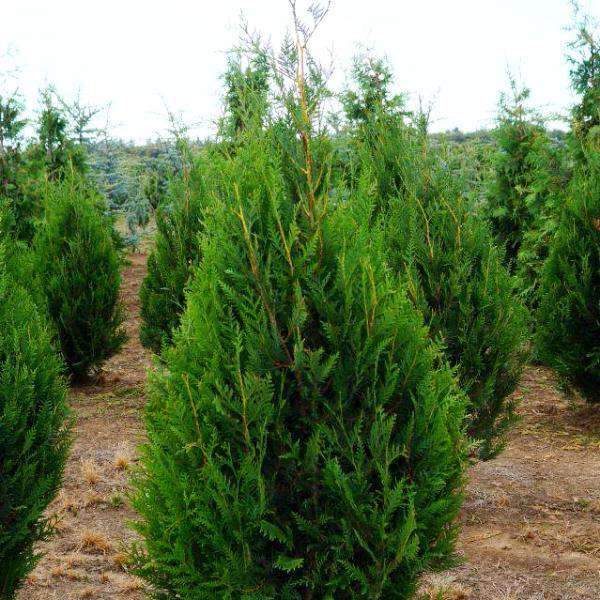 Arborvitae