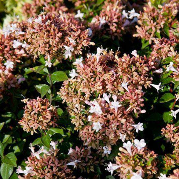 Buy Rose Creek Abelia Online | Flowering Evergreen Shrubs | Bay Gardens