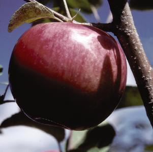 Fruit Apple Tree 'Mcintosh'