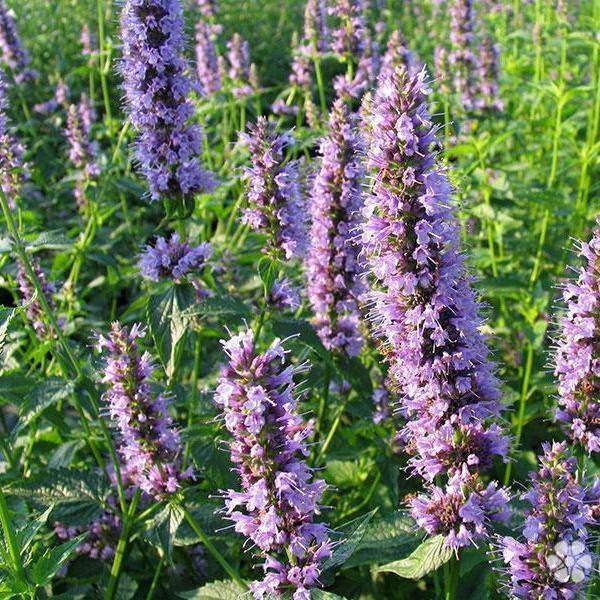 Agastache 'Blue Fortune' | Buy Perennials Online | Deer Resistant