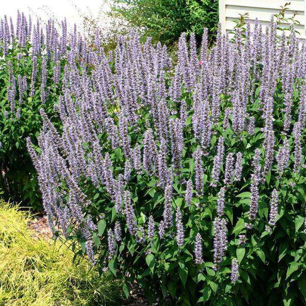 Agastache 'Blue Fortune' | Buy Perennials Online | Deer Resistant