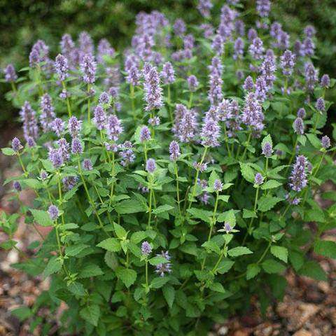 Agastache 'Blue Fortune'