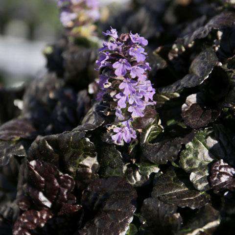 'Black Scallop' Ajuga | Groundcover Plants