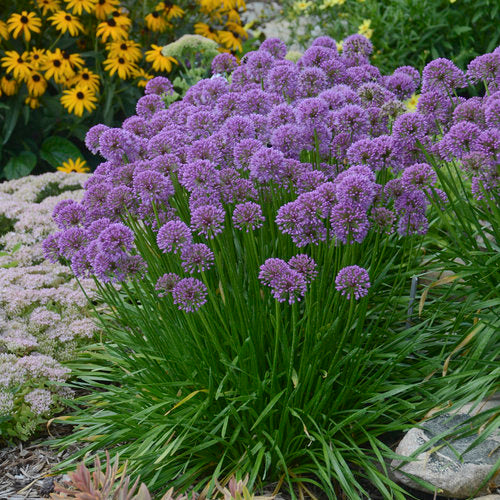 Allium 'Millenium'