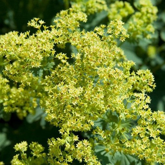 Lady's Mantle - Alchemilla mollis 'Thriller'